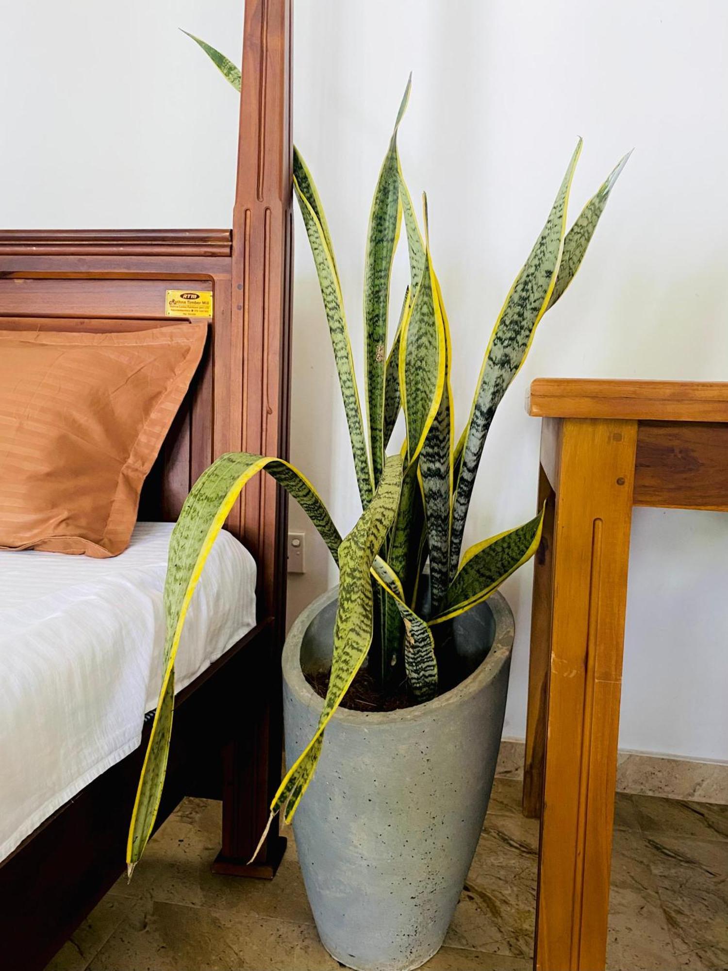 ווליגאמה Sasmika Villa Surf And Yoga Hostel מראה חיצוני תמונה